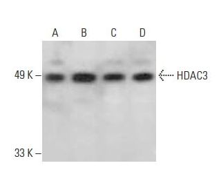 Histone Deacetylase 3 (HDAC3) Antibody (A-3) - Western Blotting - Image 394110