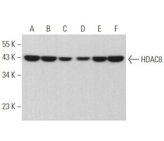 Histone Deacetylase 8 (HDAC8) Antibody (F-9) - Western Blotting - Image 375159