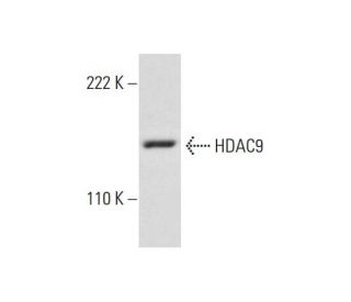 Histone Deacetylase 9 (HDAC9) Antibody (B-1) - Western Blotting - Image 300427Each CRISPR/Cas9 Knockout (KO) Plasmid product consists of a pool of 3 plasmids designed to ensure identification and cleavage of a specific gene for maximum knockout efficiency. Each plasmid encodes a unique 20 nt sequence derived from the GeCKO (v2) library.