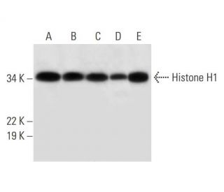 western blotting image from recommended Histone H1 (H-2) monoclonal antibody replacement. Image 294775