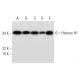 western blotting image from recommended Histone H1 (H-2) monoclonal antibody replacement. Image 294775