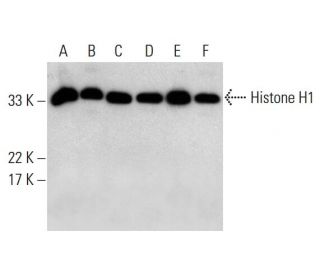 Histone H1 Antibody (H-2) - Western Blotting - Image 376851