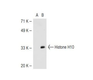Histone H1<sup>0</sup> Antibody (34) - Western Blotting - Image 43044