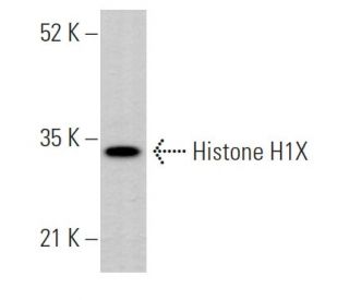 Histone H1X Antibody (E-5) - Western Blotting - Image 373583 