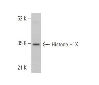 Histone H1X Antibody (E-5) - Western Blotting - Image 373586 