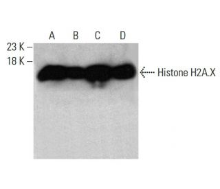 Histone H2A.X Antibody (938CT5.1.1): m-IgG Fc BP-HRP Bundle
