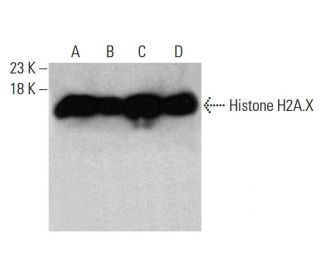 western blotting image from recommended Histone H2A.X (938CT5.1.1) monoclonal antibody replacement. Image 376890