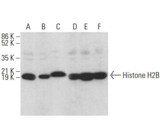 western blotting image from recommended Histone H2B (A-6) monoclonal antibody replacement. Image 380180