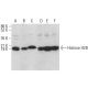 western blotting image from recommended Histone H2B (A-6) monoclonal antibody replacement. Image 380180