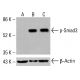 Histone H3 Antibody (1G1) - Western Blotting - Image 416478