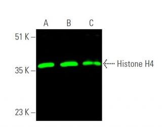 western blotting image from recommended Histone H4 (F-9) monoclonal antibody replacement. Image 375340