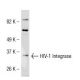 HIV-1 Integrase Antibody (IN-2) - Western Blotting - Image 38344