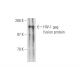 HIV-1 p24 Antibody (24-2) - Western Blotting - Image 57818
