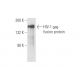 HIV-1 p24 Antibody (24-4) - Western Blotting - Image 57821
