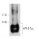 HIV-1 Tat Antibody (02-001) - Western Blotting - Image 19285