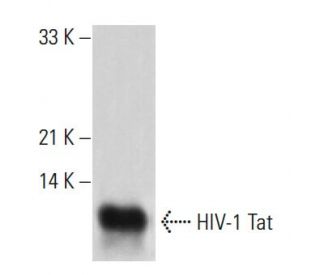 HIV-1 Tat Antibody (02-002) - Western Blotting - Image 19286