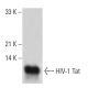 HIV-1 Tat Antibody (02-002) - Western Blotting - Image 19286