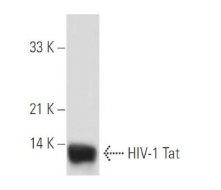 HIV-1 Tat Antibody (02-012) - Western Blotting - Image 19129