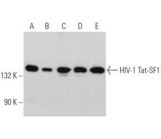 HIV-1 Tat-SF1 Antibody (C-4) - Western Blotting - Image 360701 