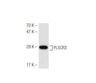 PLSCR3 Antibody (SQ-9) - Western Blotting - Image 47085 