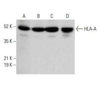 HLA-A Antibody (B-11) - Western Blotting - Image 380301 