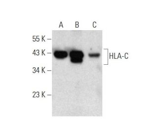 HLA-C Antibody (C-8) - Western Blotting - Image 131182 