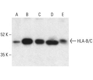 HLA-C Antibody (D-9) - Western Blotting - Image 401884 