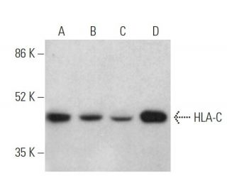 HLA-C Antibody (H-5) - Western Blotting - Image 373372 