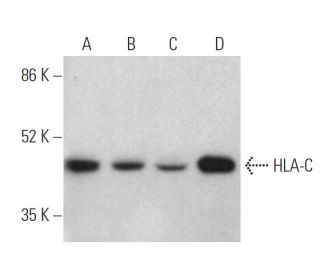 western blotting image from recommended HLA-C (H-5) monoclonal antibody replacement. Image 373372