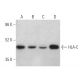 western blotting image from recommended HLA-C (H-5) monoclonal antibody replacement. Image 373372