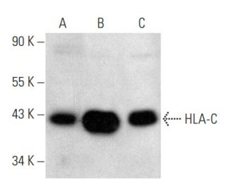 HLA-C Antibody (D-9) - Western Blotting - Image 354397
