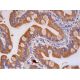 HLA-DOβ Antibody (DOB.L1) - Immunohistochemistry - Image 293294 