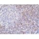 HLA-DOβ Antibody (DOB.L1) - Immunohistochemistry - Image 391934