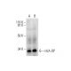 HLA-DP Antibody (G-9) - Western Blotting - Image 289529 