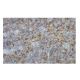 HLA-DP β1 Antibody (7-RE35) - Immunohistochemistry - Image 64961 