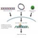 HLA-DP beta 1 siRNA and shRNA Plasmids (h2) - RNAi-directed mRNA Cleavage 