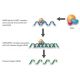 HLA-DP beta 1 siRNA and shRNA Plasmids (h2) - siRNA binds RISC (RNA-induced silencing complex) 