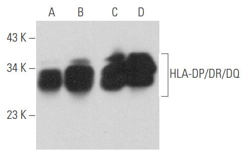 HLA DP DR DQ Antibody PdV5 2 SCBT Santa Cruz Biotechnology