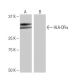 HLA-DPα1 Antibody (NB-A3) - Western Blotting - Image 64963