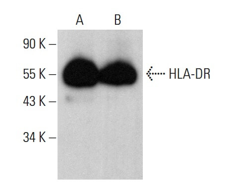 HLA-DR Antibody (Bra30)  SCBT - Santa Cruz Biotechnology