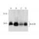 HLA-DR Antibody (ML11C11) - Western Blotting - Image 283512