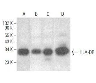 HLA-DR Antibody (ML11C11) - Western Blotting - Image 354481 