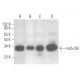HLA-DR Antibody (ML11C11) - Western Blotting - Image 354481 