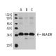 HLA-DR Antibody (TAL 15.1) - Western Blotting - Image 14798 