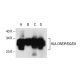 HLA DR DP DQ DX Antibody CR3 43 SCBT Santa Cruz Biotechnology