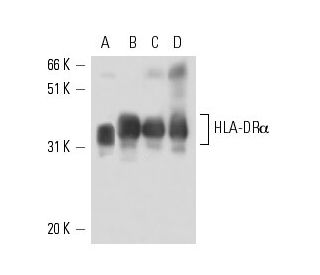 HLA-DR&alpha; Antibody (B-10) - Western Blotting - Image 15551 