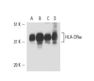 western blotting image from recommended HLA-DR&alpha; (G-7) monoclonal antibody replacement. Image 15552