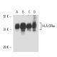 western blotting image from recommended HLA-DRα (G-7) monoclonal antibody replacement. Image 15552