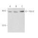 HLA-E Antibody (4D12) - Western Blotting - Image 390963