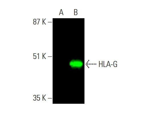 HLA-G Antibody (4H84) | SCBT - Santa Cruz Biotechnology